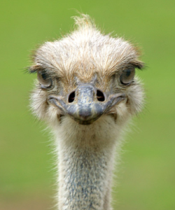 ostrich picture