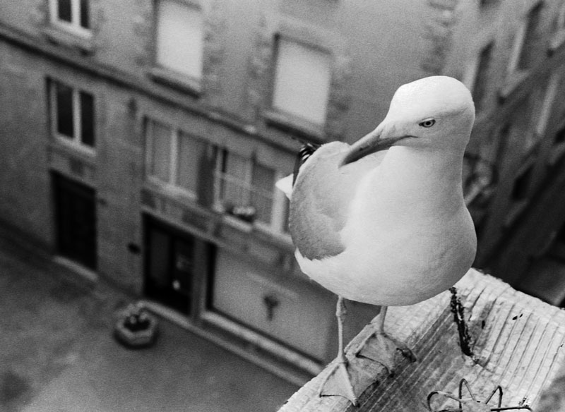 Seagull on a roof...